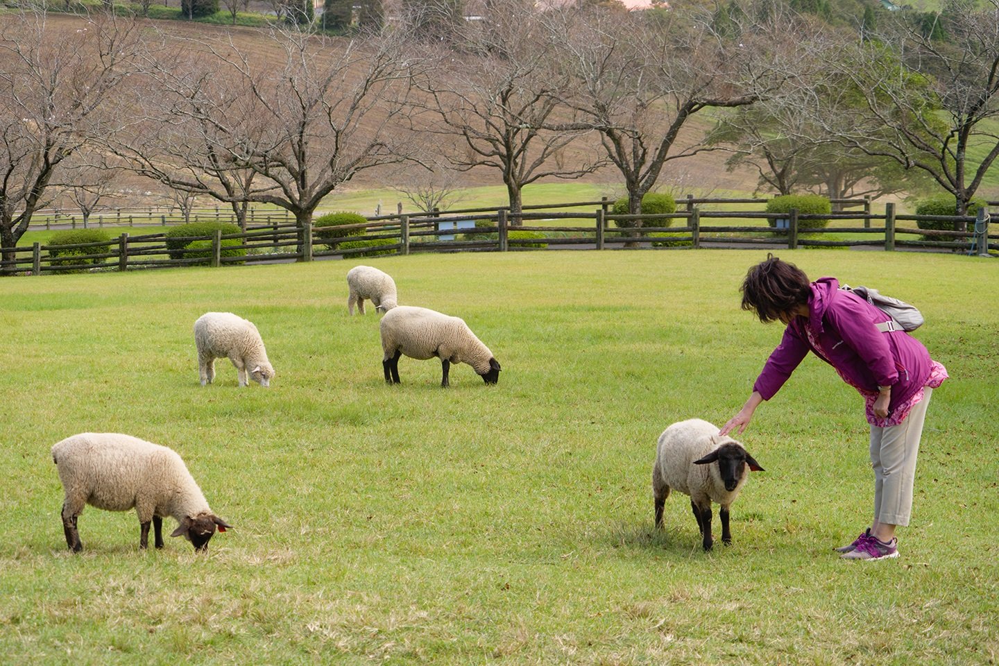 🏞️ 타카치호 목장(高千穂牧場) 이미지 8